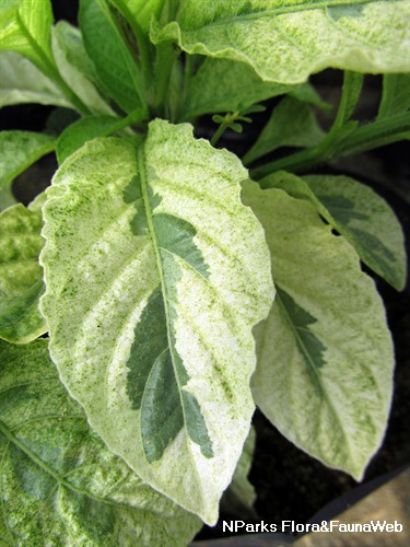 NParks | Ruellia rosea (Variegated Leaf)
