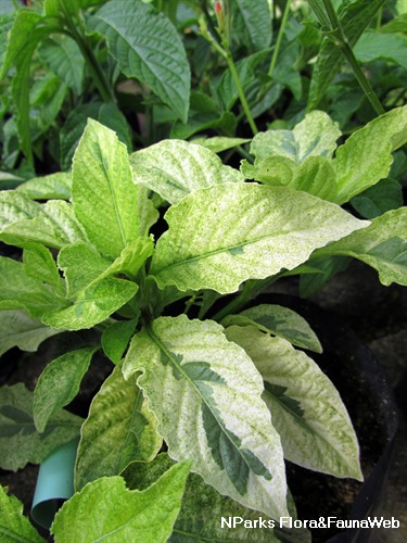 NParks | Ruellia rosea (Variegated Leaf)