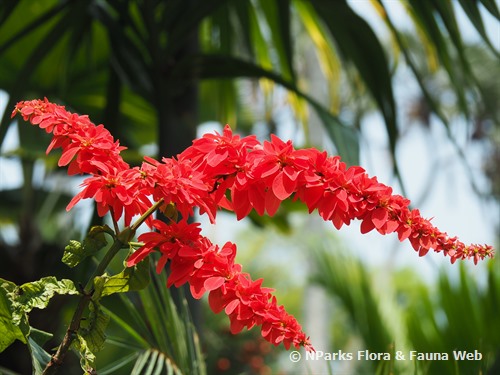 Nparks Warszewiczia Coccinea