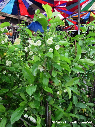 Overall plant