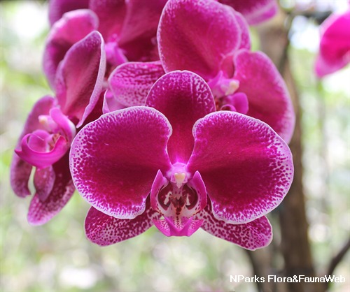 close-up of flower