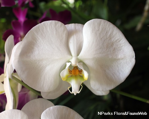 close-up of flower