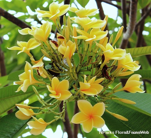 Bali Flower