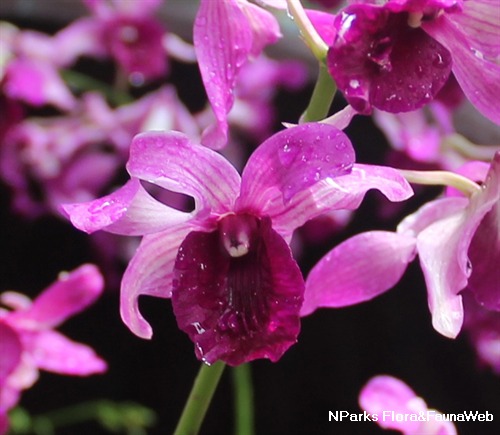close-up of flower