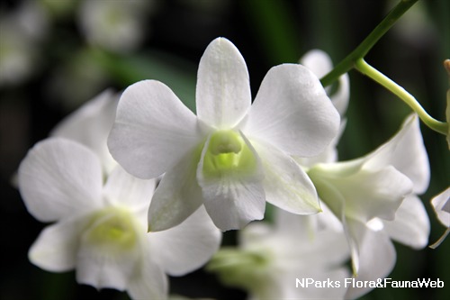 close-up of flower