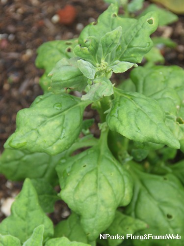NParks | Tetragonia tetragonioides