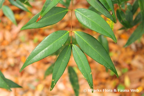 NParks | Syzygium antisepticum
