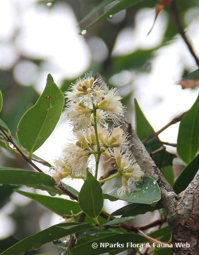 NParks | Syzygium antisepticum
