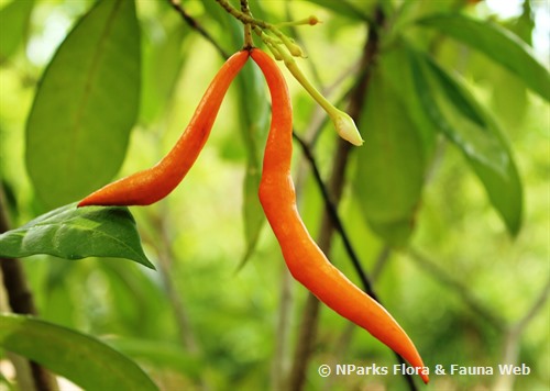 NParks | Xanthostemon verdugonianus