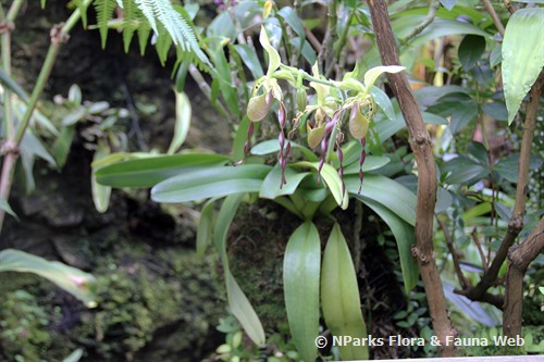 NParks | Paphiopedilum parishii