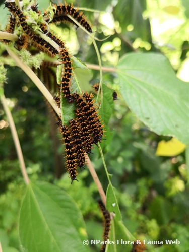 NParks | Pipturus argenteus
