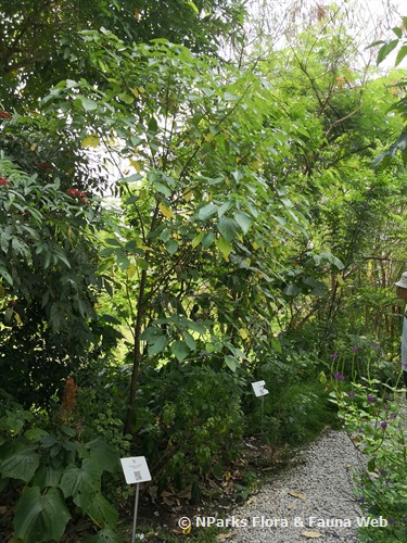 NParks | Pipturus argenteus