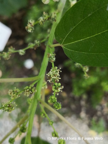 NParks | Pipturus argenteus