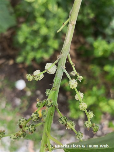 NParks | Pipturus argenteus