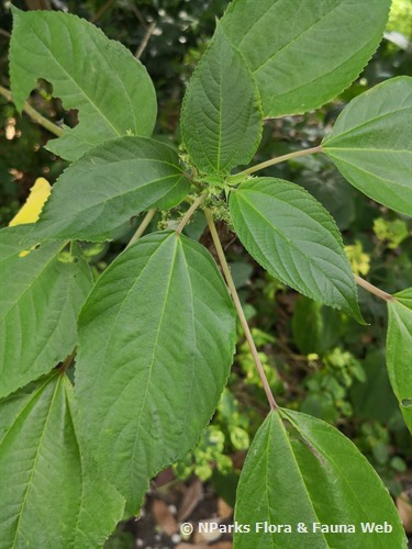 NParks | Pipturus argenteus