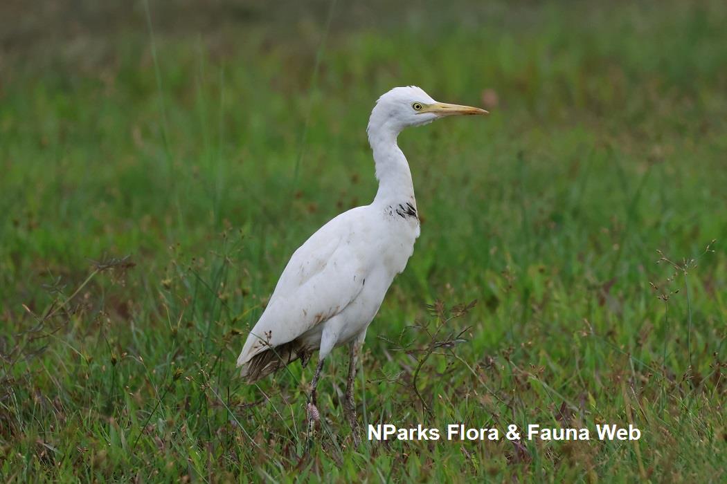 Cattle egret standing in grass field