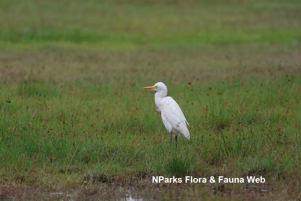 Cattle egret standing in grass field
