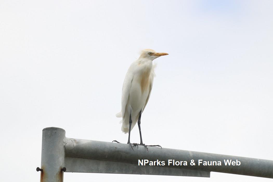 Cattle egret standing on post