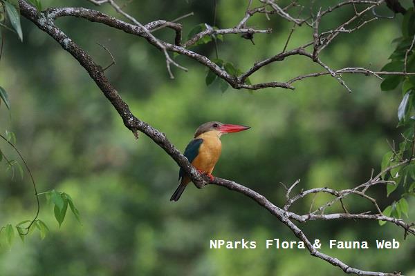 Kingfisher on a branch