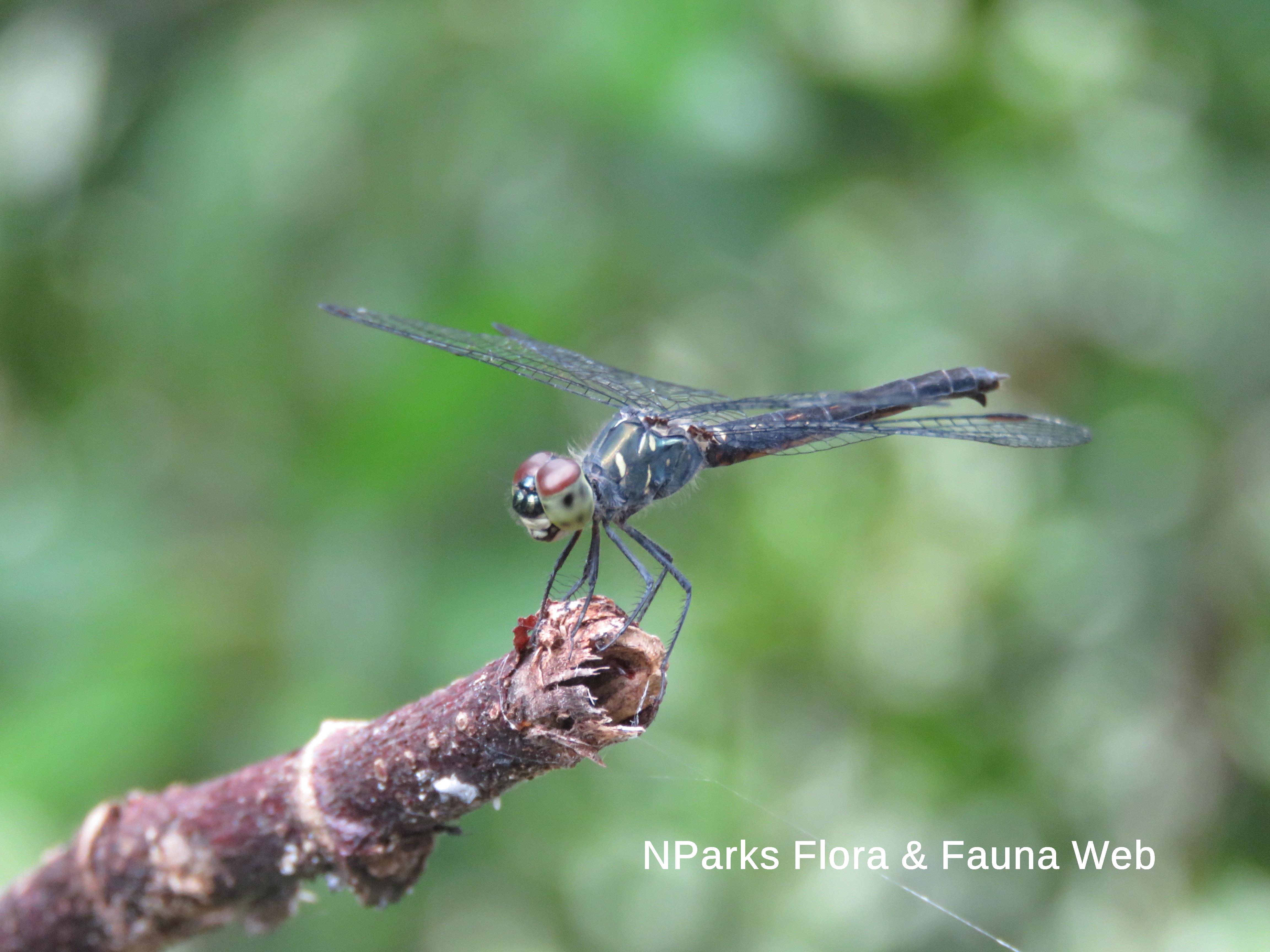 Raphismia bispina