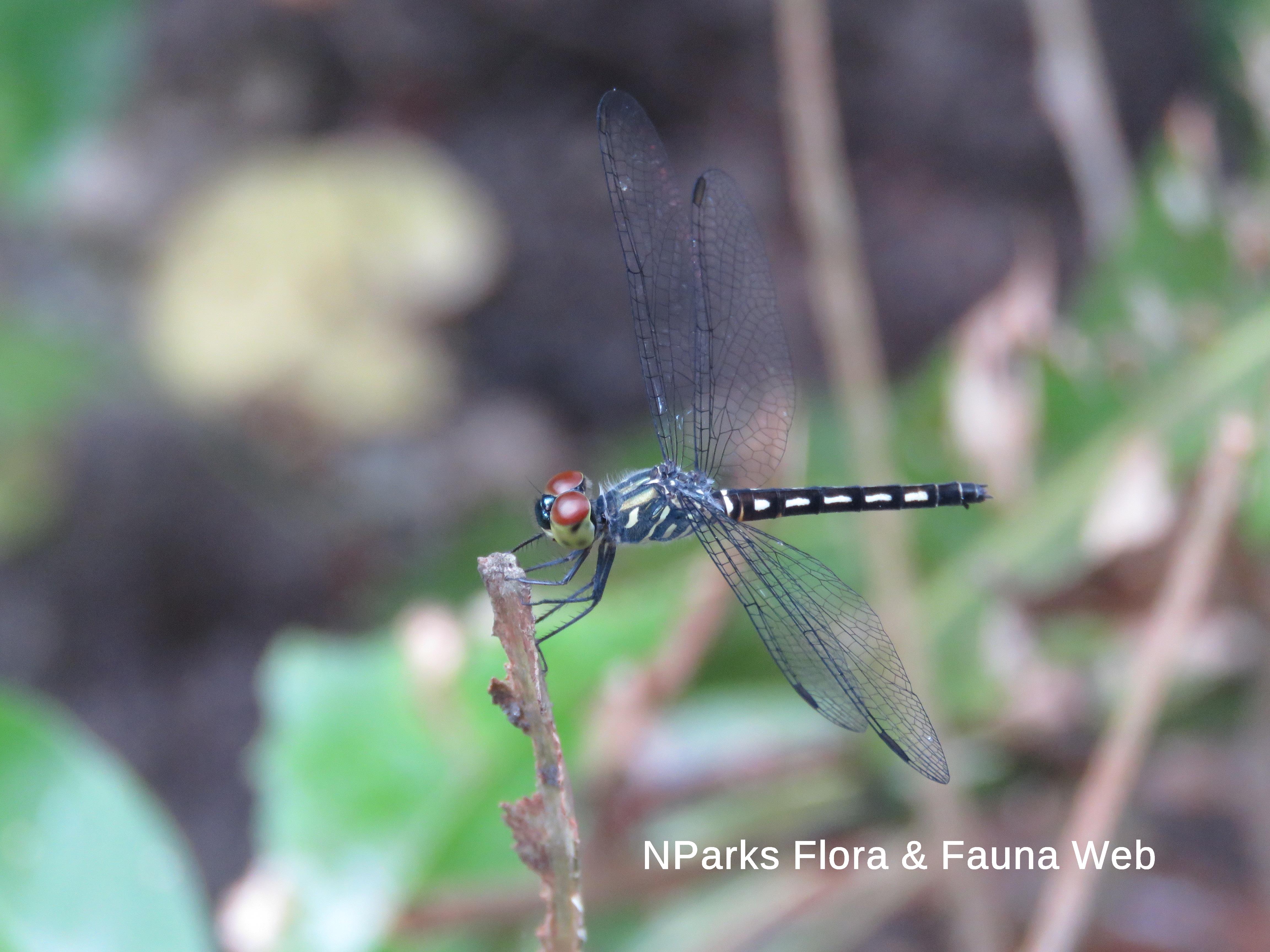 Raphismia bispina