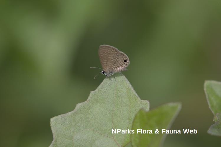 butterly on leaf edge