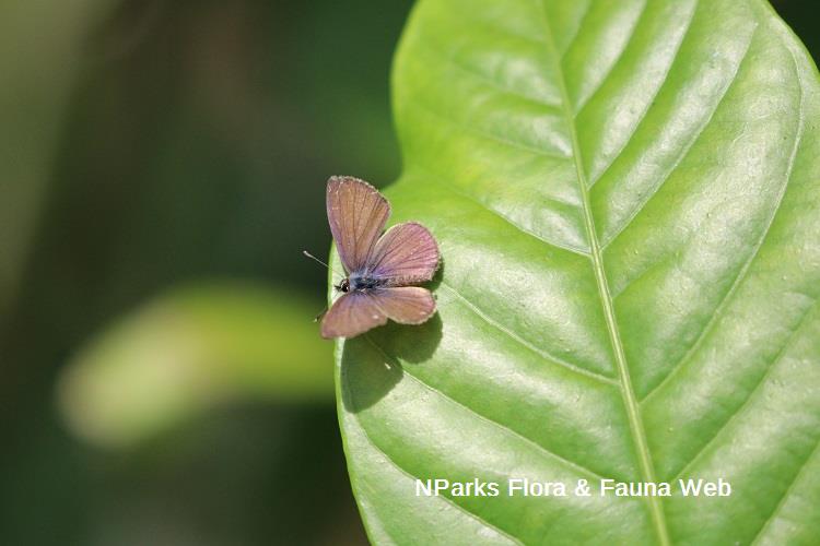 butterfly with open wings