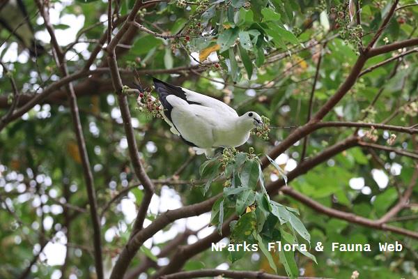 Pied Imperial Pigeon in tree.