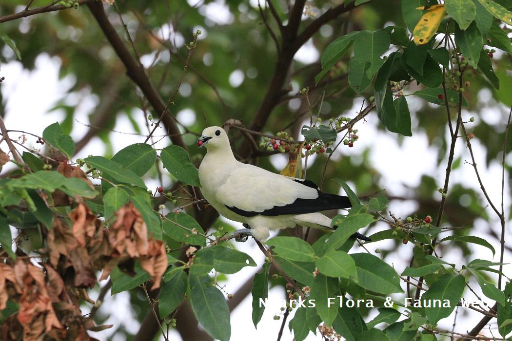 pigeon in tree