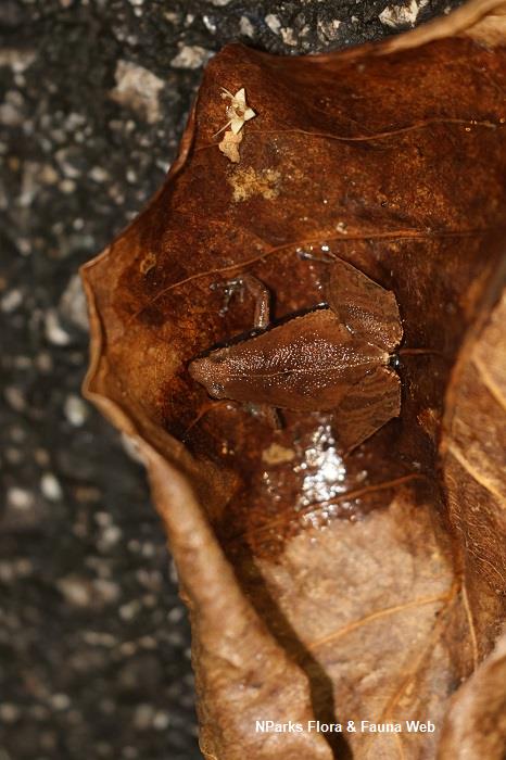 frog on dried leaf on the ground