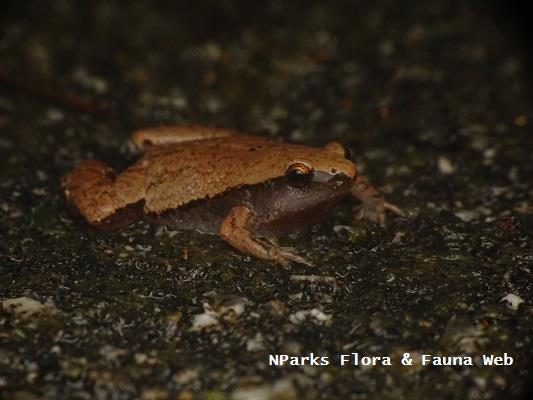 frog on gravel 