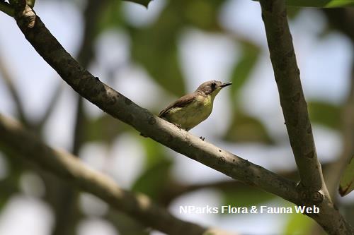 Golden-bellied gerygone in tree, side profile.