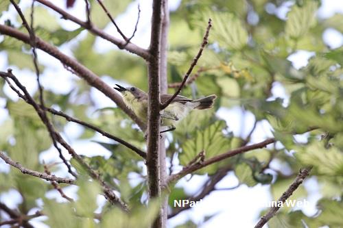Golden-bellied gerygone in tree