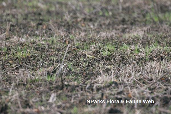 eastern yellow wagtail in a field