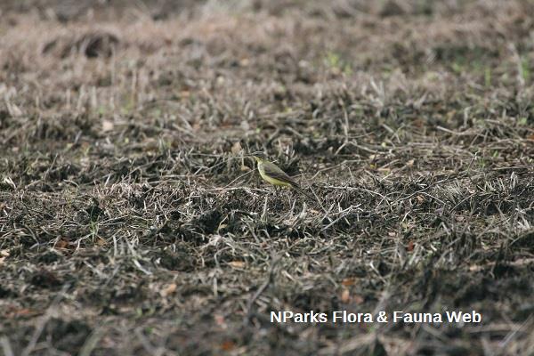 eastern yellow wagtail in a field