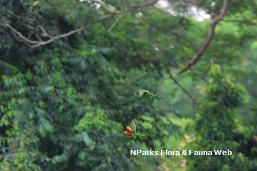 Pair of Coconut Lorikeets flying