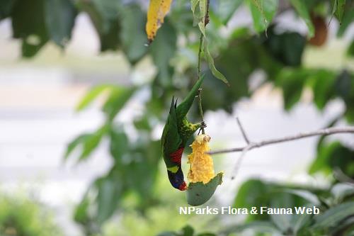 Coconut Lorikeet eating mango in a tree