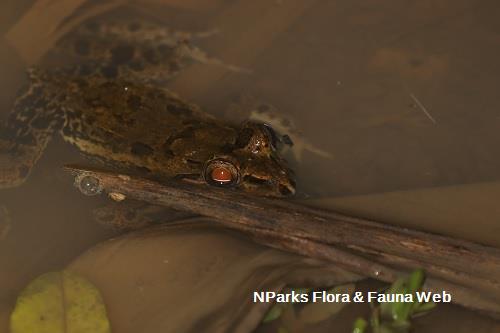 Crab-eating Frog in the water