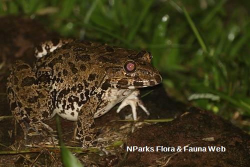 Crab-eating Frog on a rock