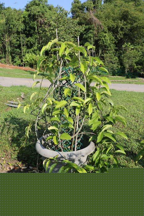 Adenia macrophyla var. singaporiana