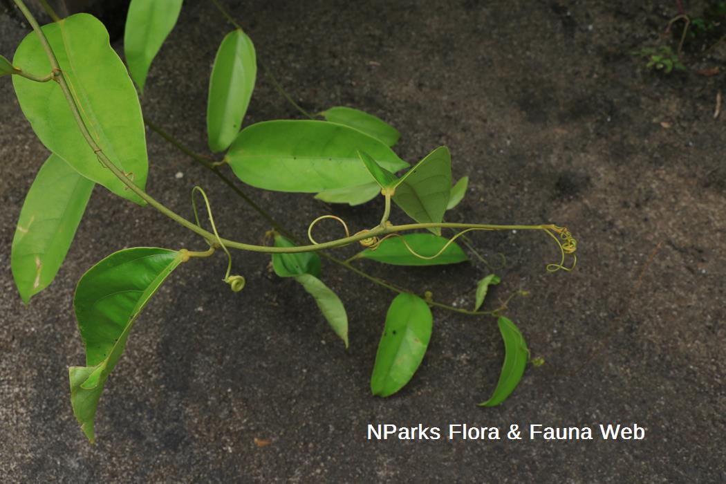 Adenia macrophylla var singaporiana