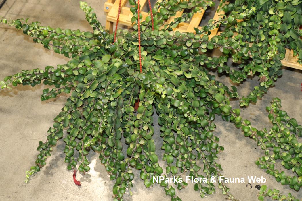 Aeschynanthus pulcher curly leaves cultivar