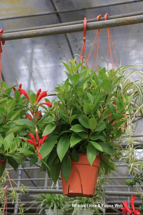 Aeschynanthus_speciosus
