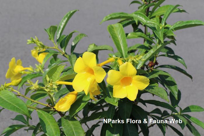 NParks Allamanda cathartica