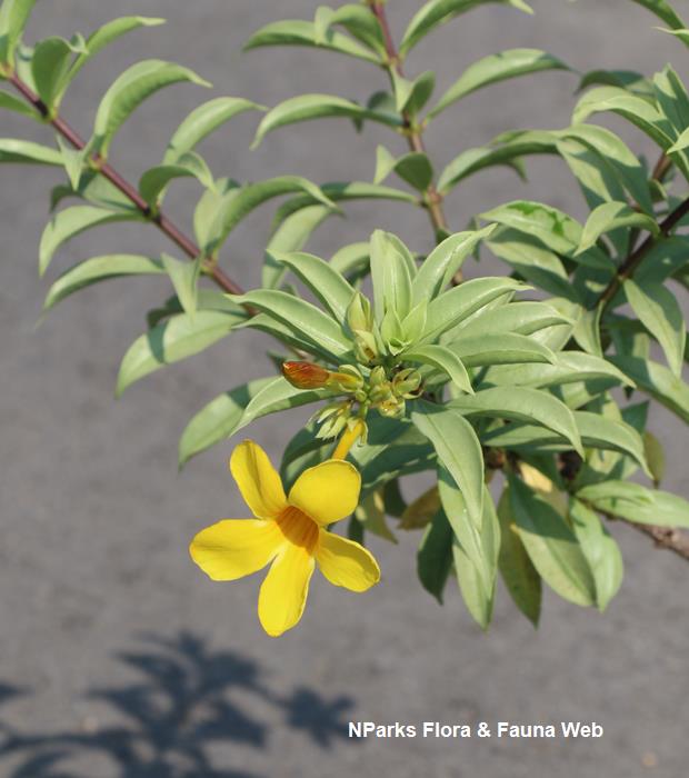 NParks | Allamanda oenotherifolia 'Silver'