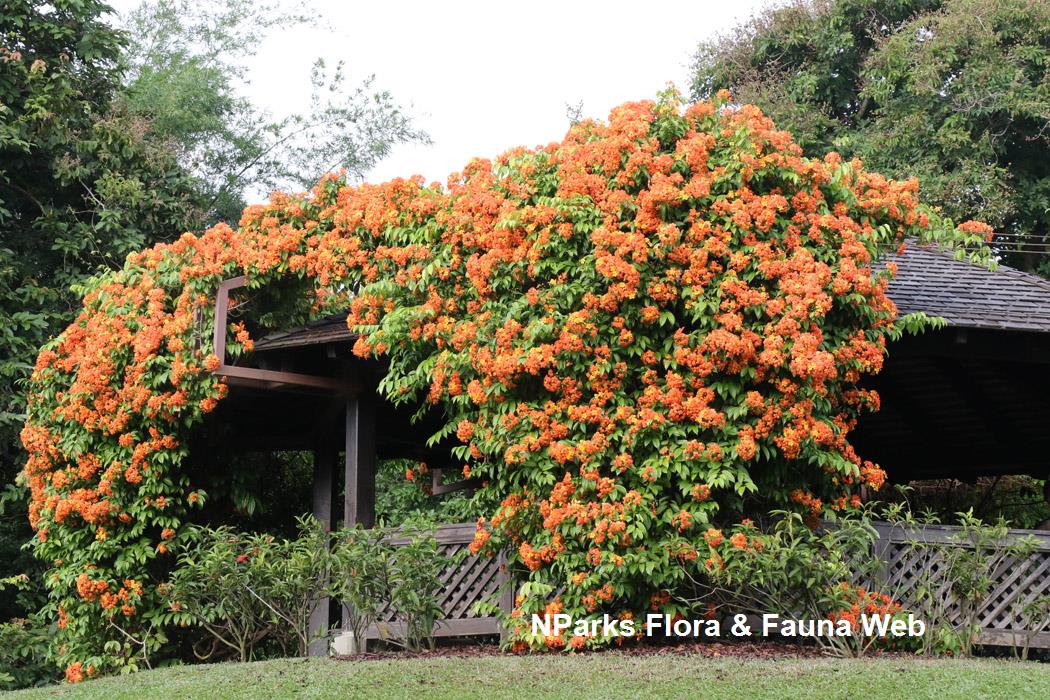 Phanera kockiana var kockiana