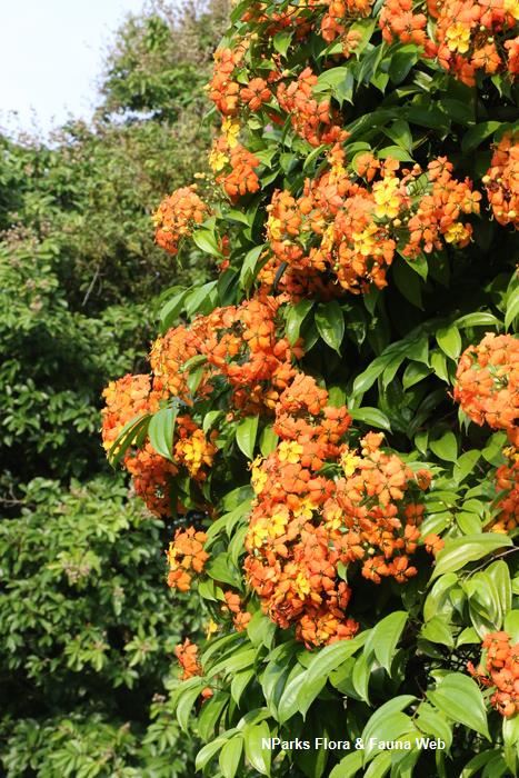 Phanera kockiana var kockiana