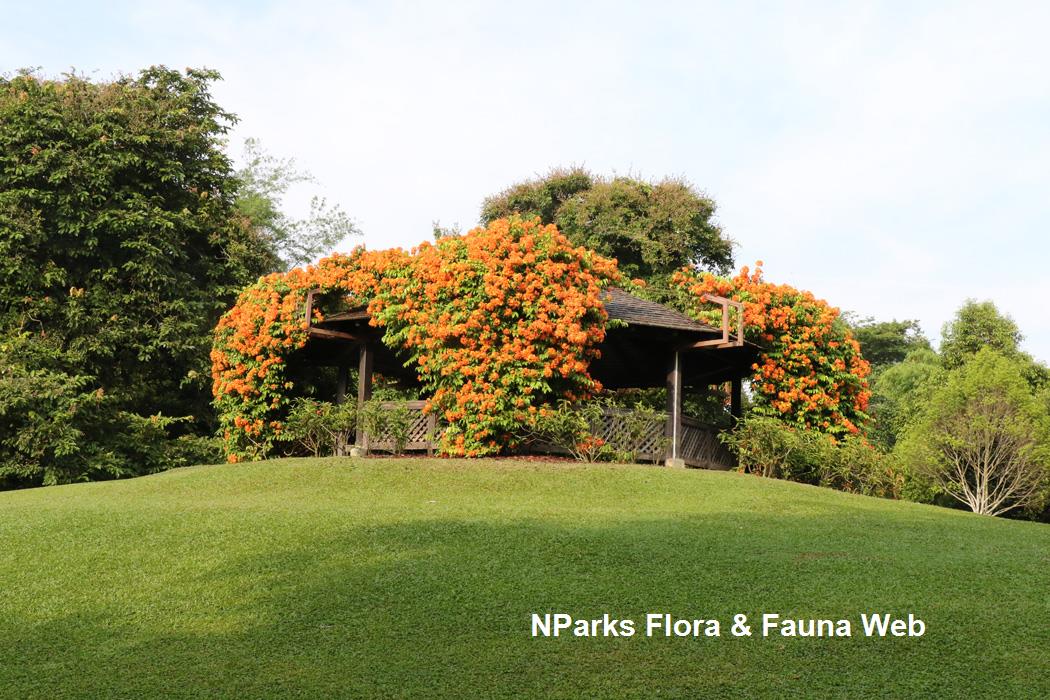 Phanera kockiana var kockiana