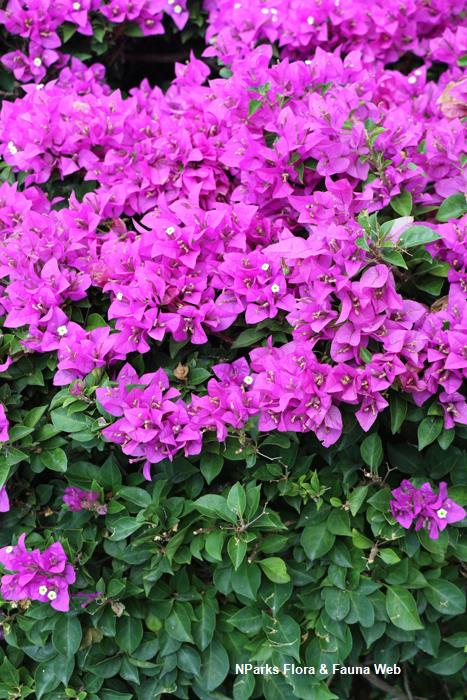 Bougainvillea Elizabeth Angus