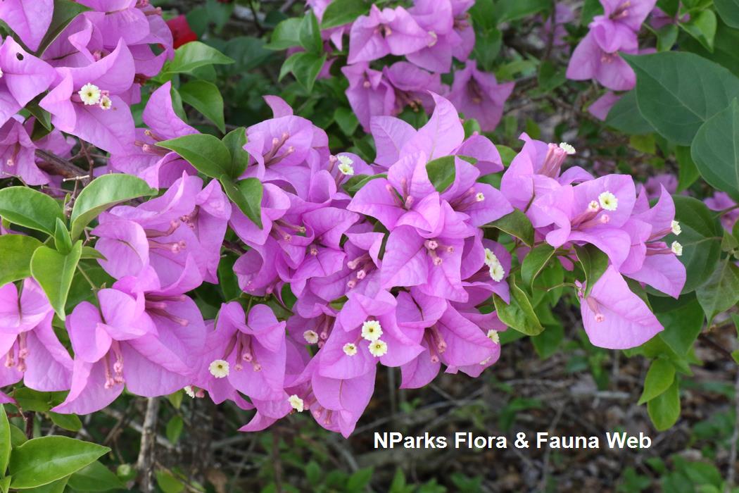 Bougainvillea Mrs Eva